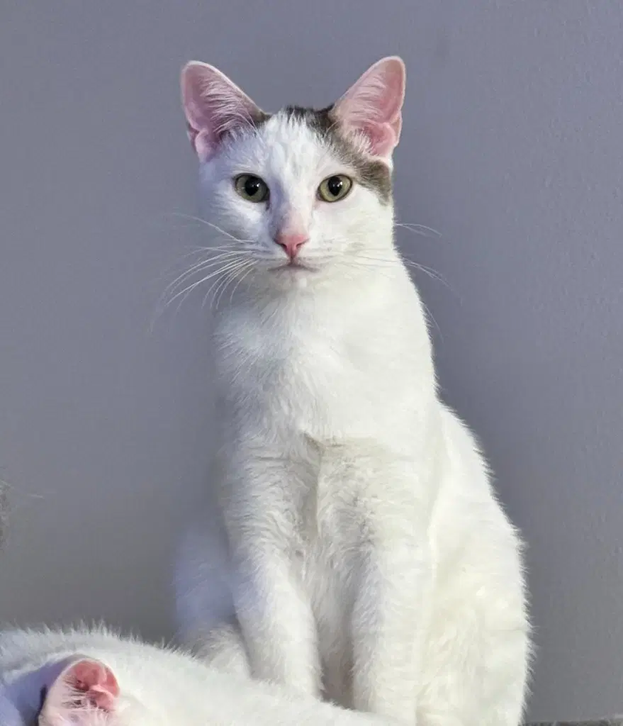 Nm - Butch - Domestic Short Hair