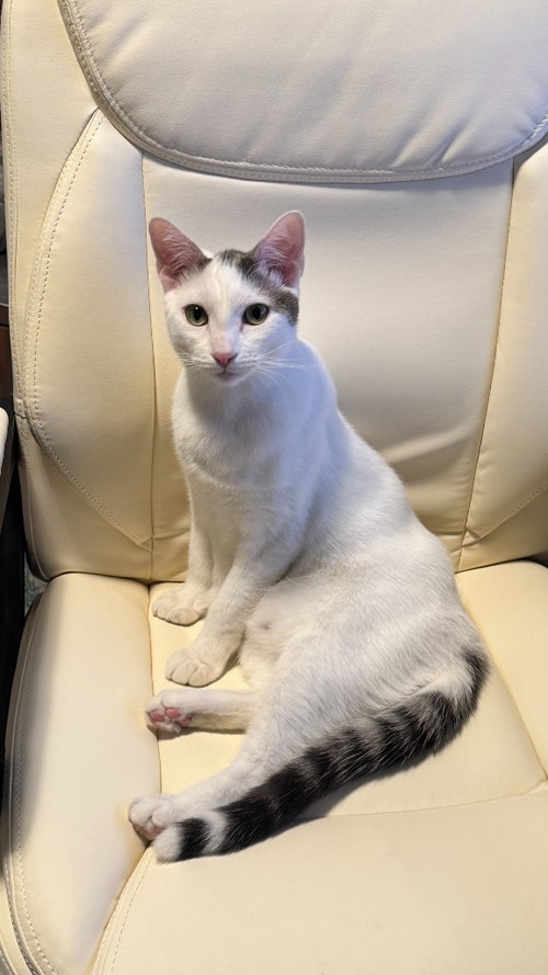 picture of the cat needing adoption