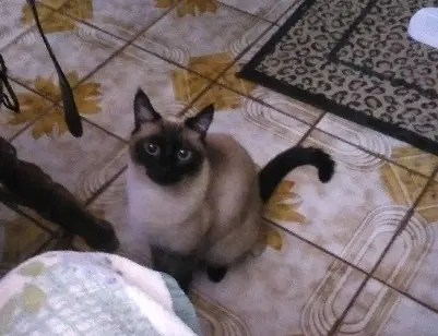 Isabella - Siamese