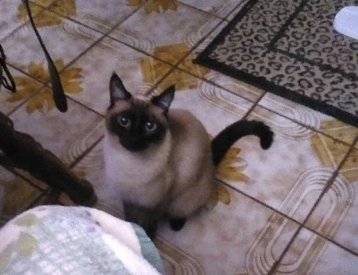 Isabella