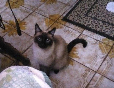 picture of the cat needing adoption