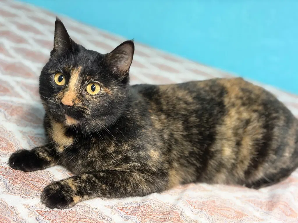 August Pka Tori - Domestic Short Hair