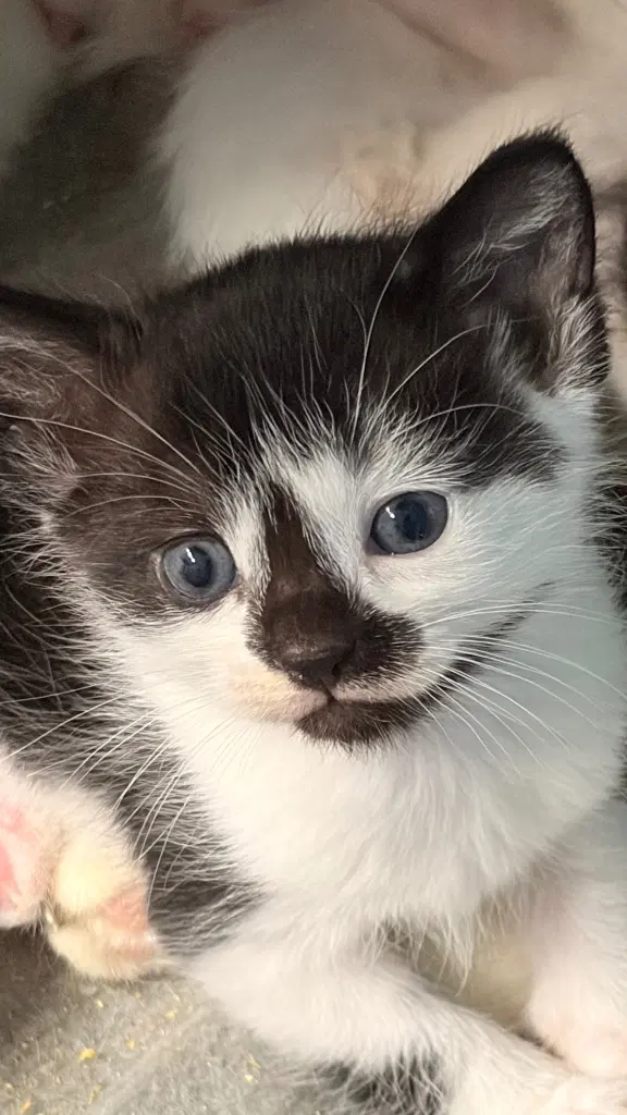 Eclipse - Domestic Short Hair