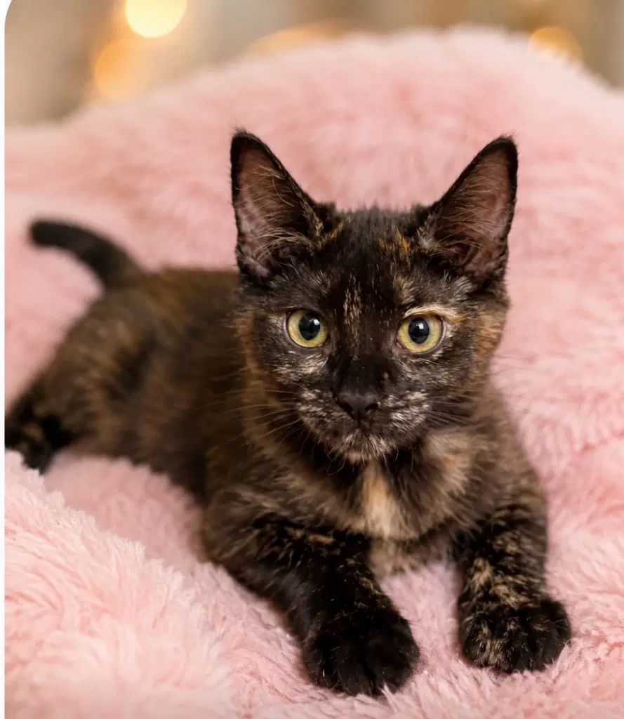 Ferna - Domestic Short Hair