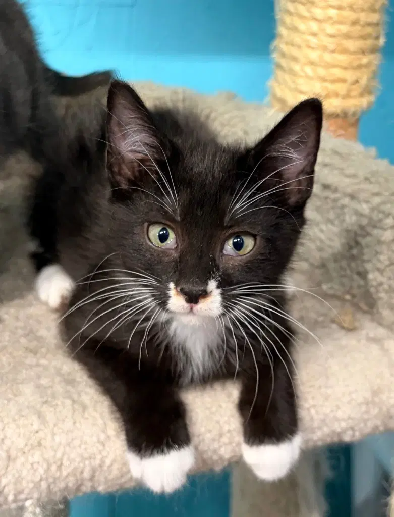 Fae - Domestic Short Hair