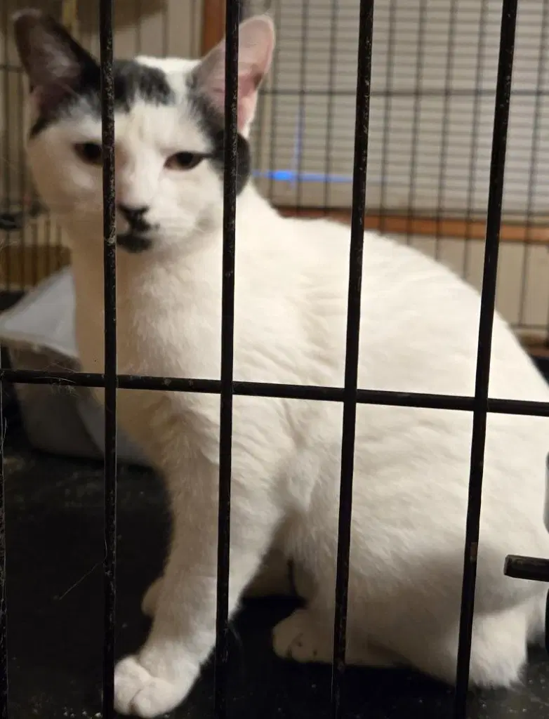 Willow - Turkish Van