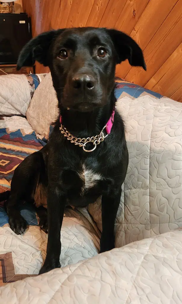 Carmen - Labrador Retriever