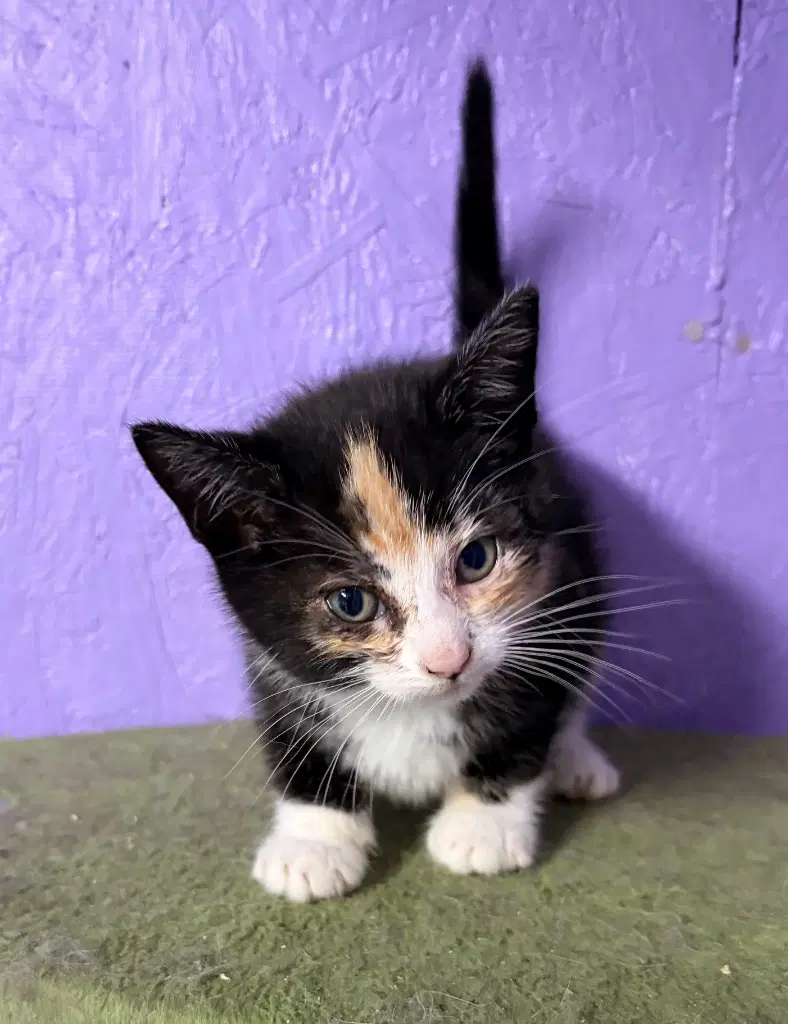 Mosaic - Domestic Short Hair