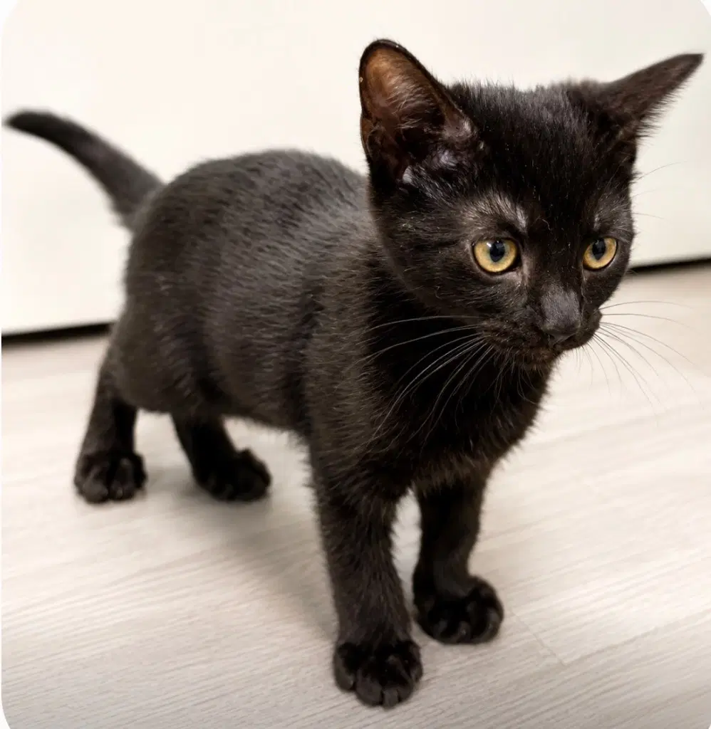 Binx image 2