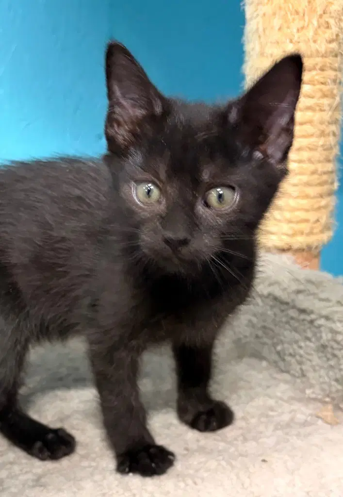 Binx image 3