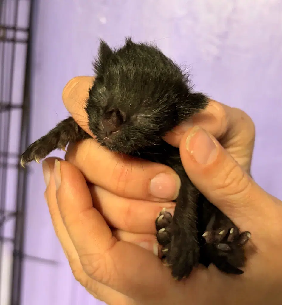 Binx image 4