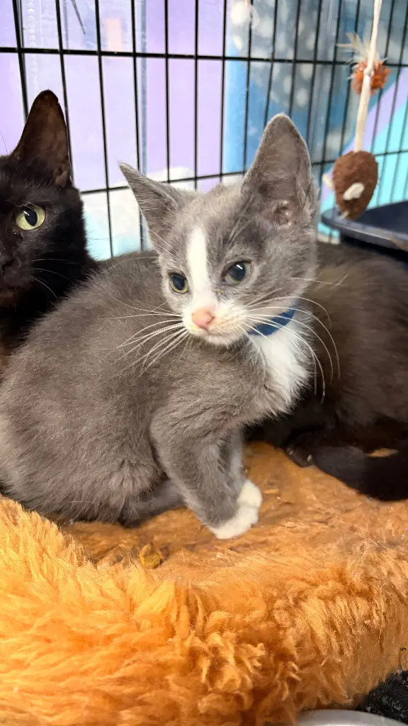 Spirit - Domestic Short Hair