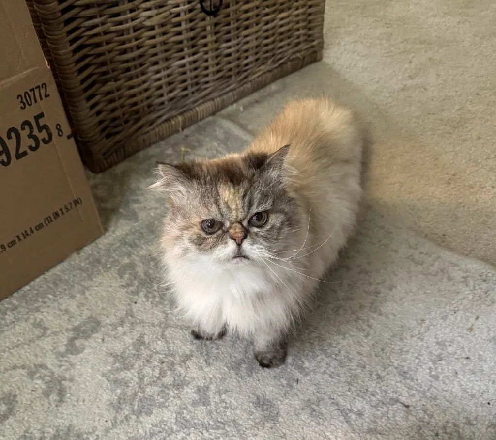 Wilfrida - Persian