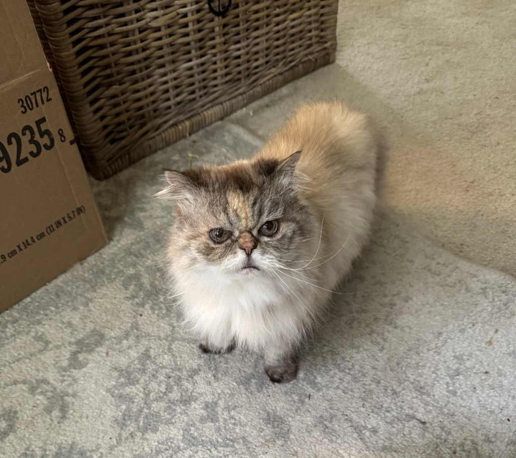 Wilfrida