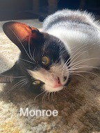 AL - Monroe, photo 3