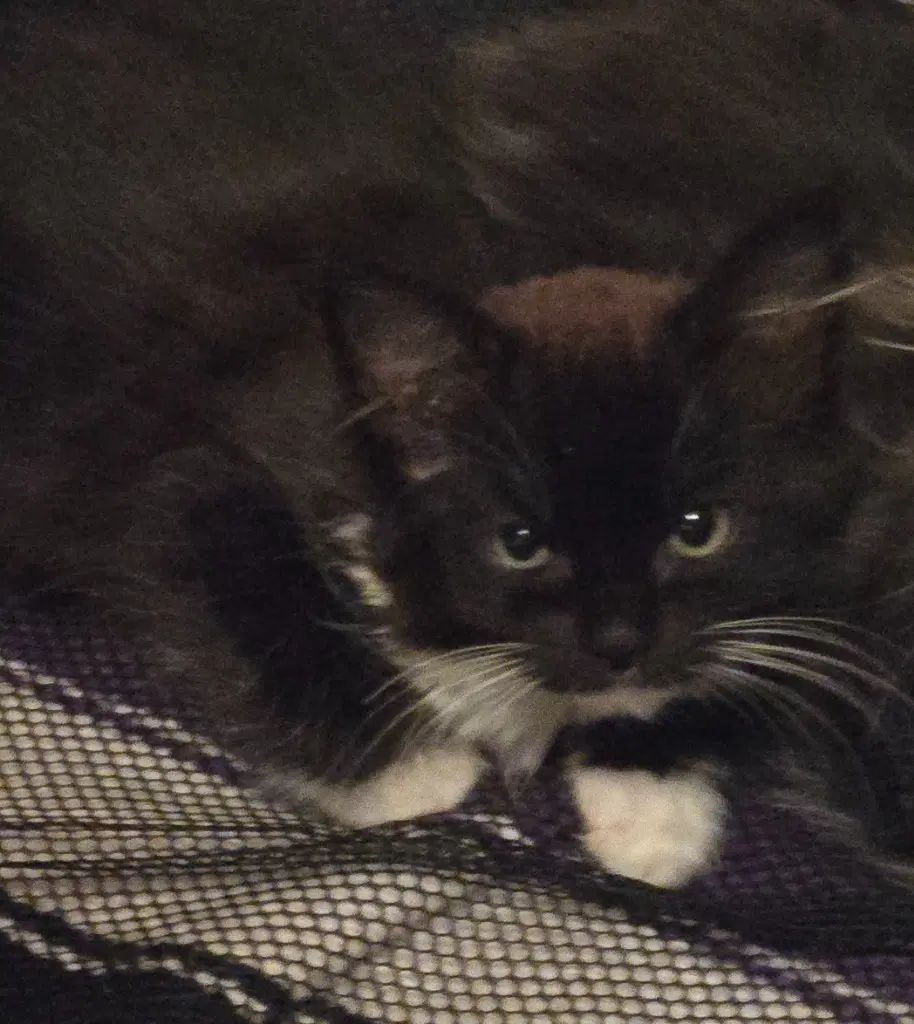 Blackberry Barn Cat - Domestic Medium Hair