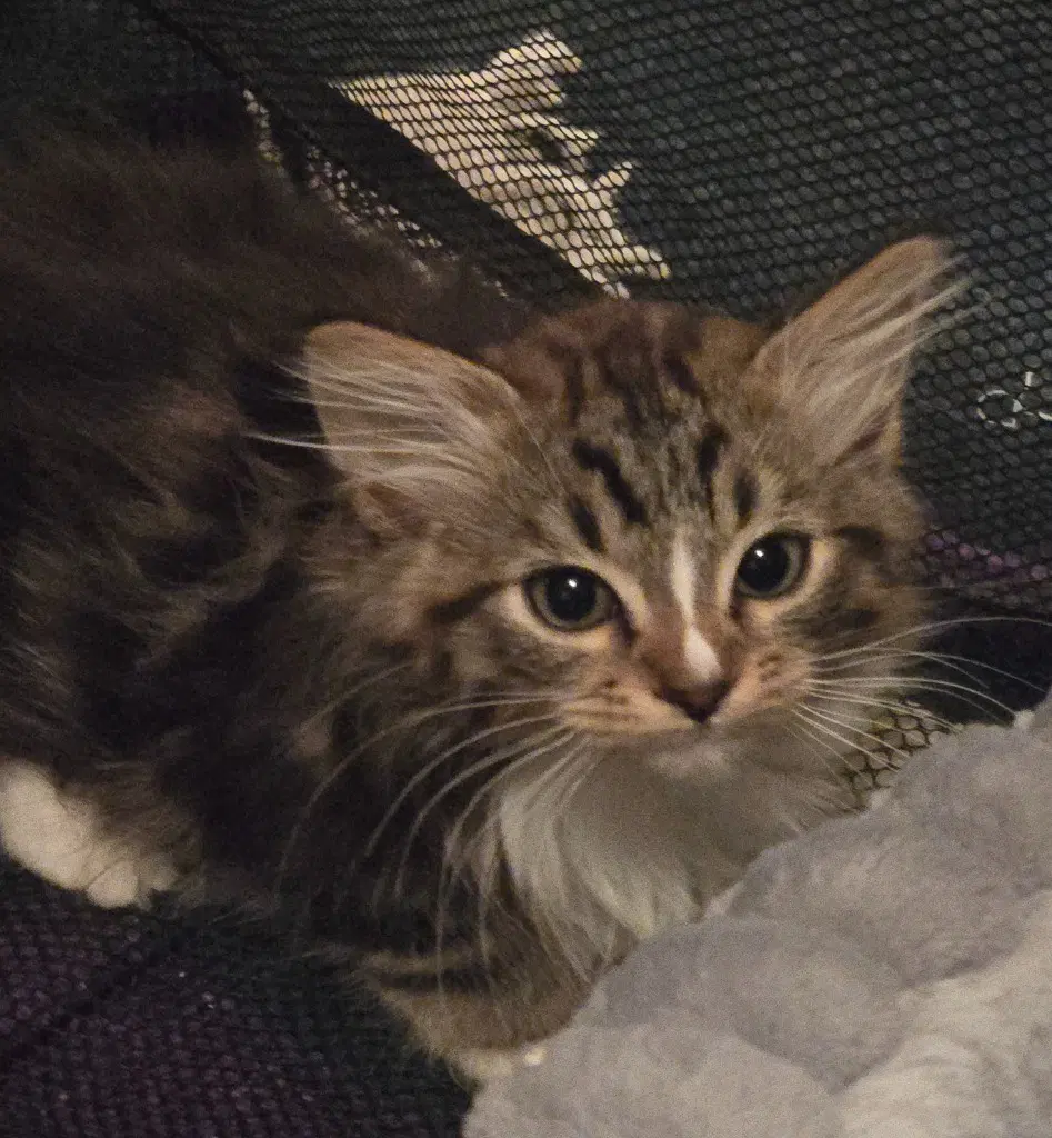 Silver L Barn Cat - Domestic Medium Hair