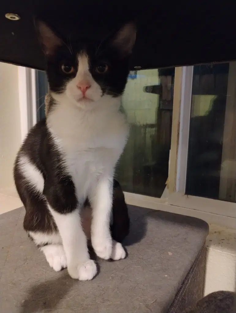 Rosina - Domestic Short Hair