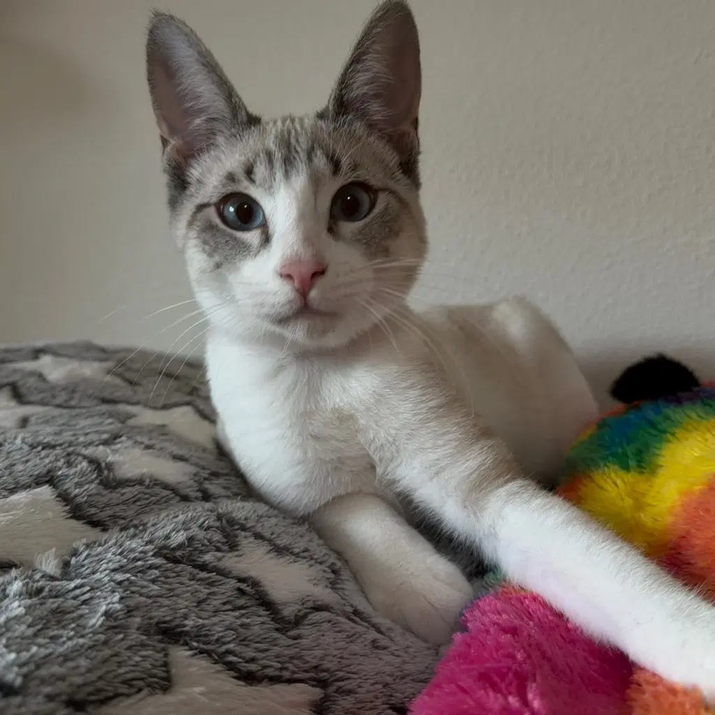 Vpm-Buffalo - Domestic Short Hair