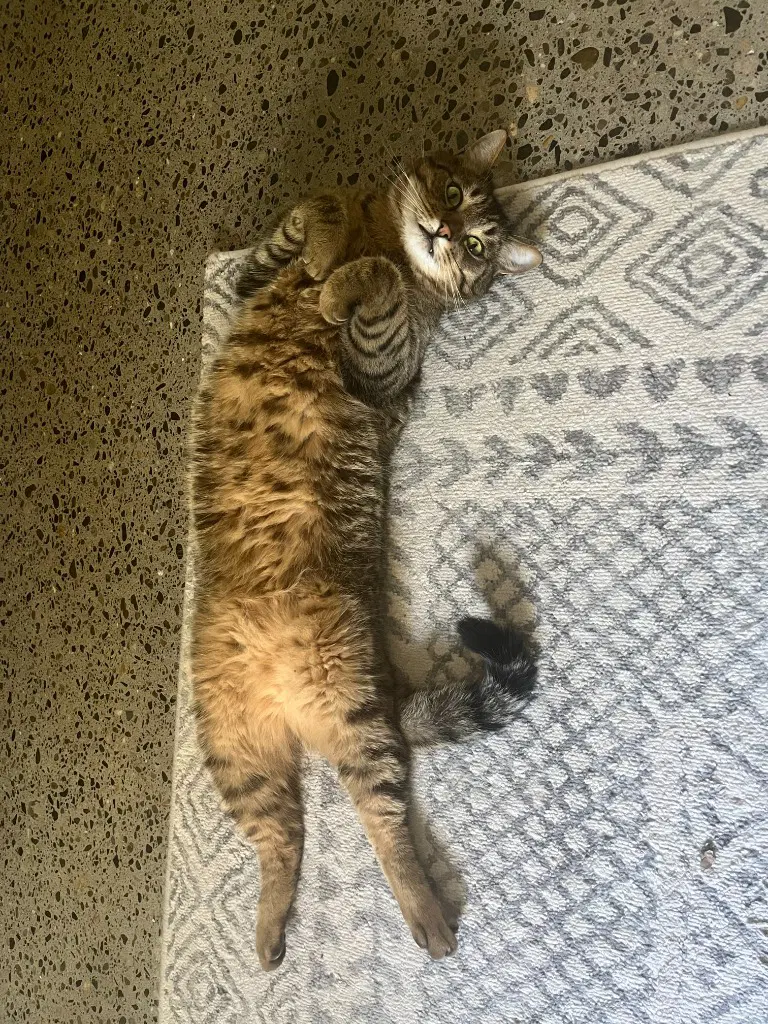 Whiskey - Domestic Short Hair