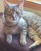 Whiskey - Domestic Short Hair