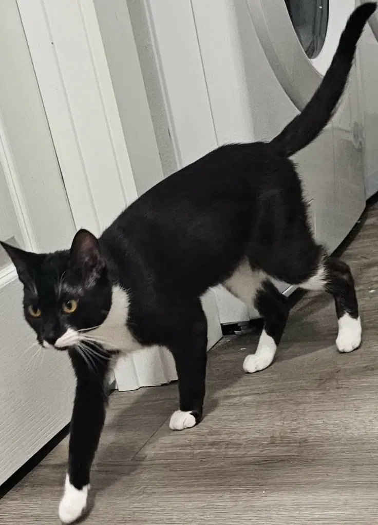 Thursday - Domestic Short Hair