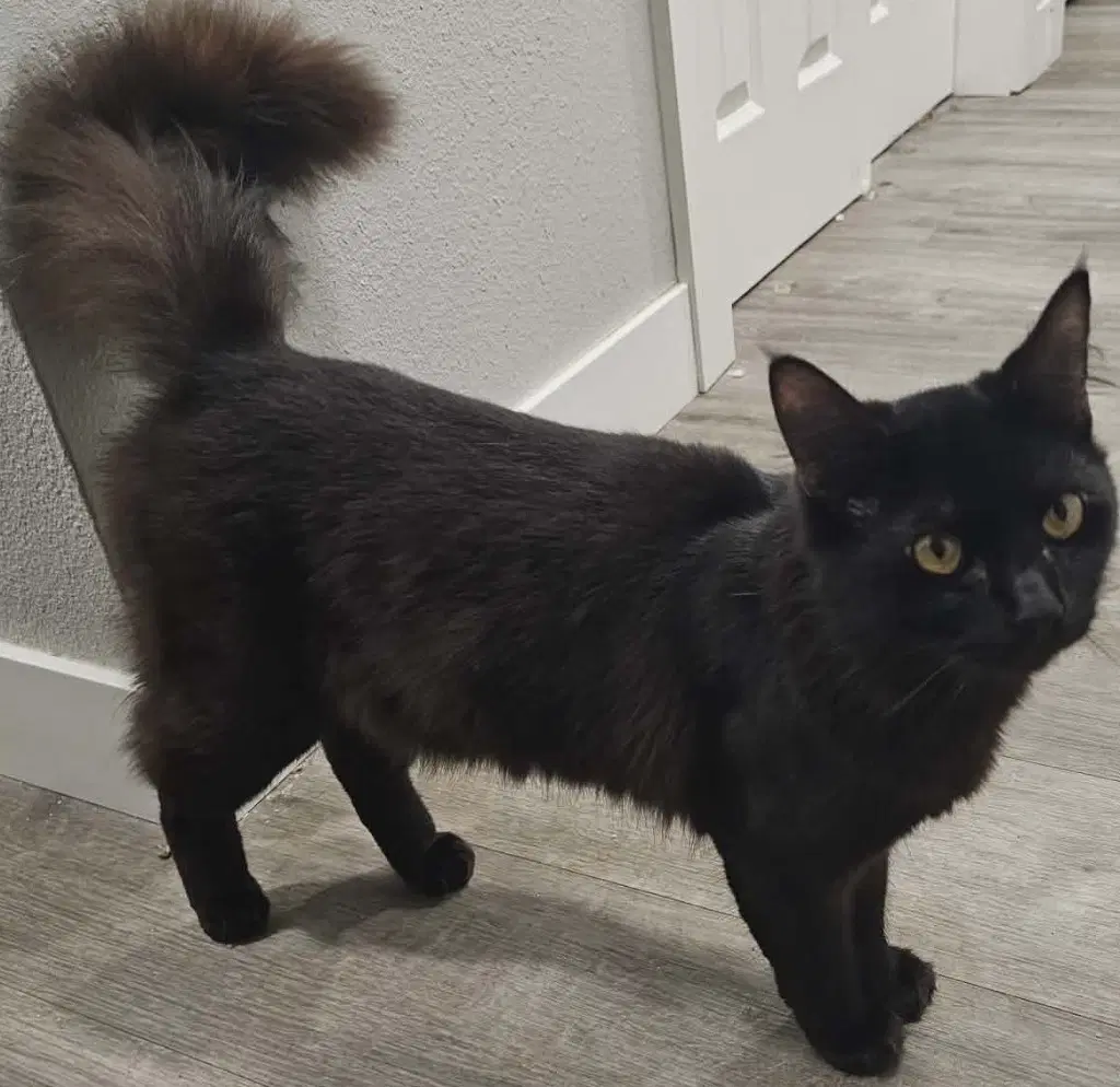 Fiercy - Domestic Medium Hair