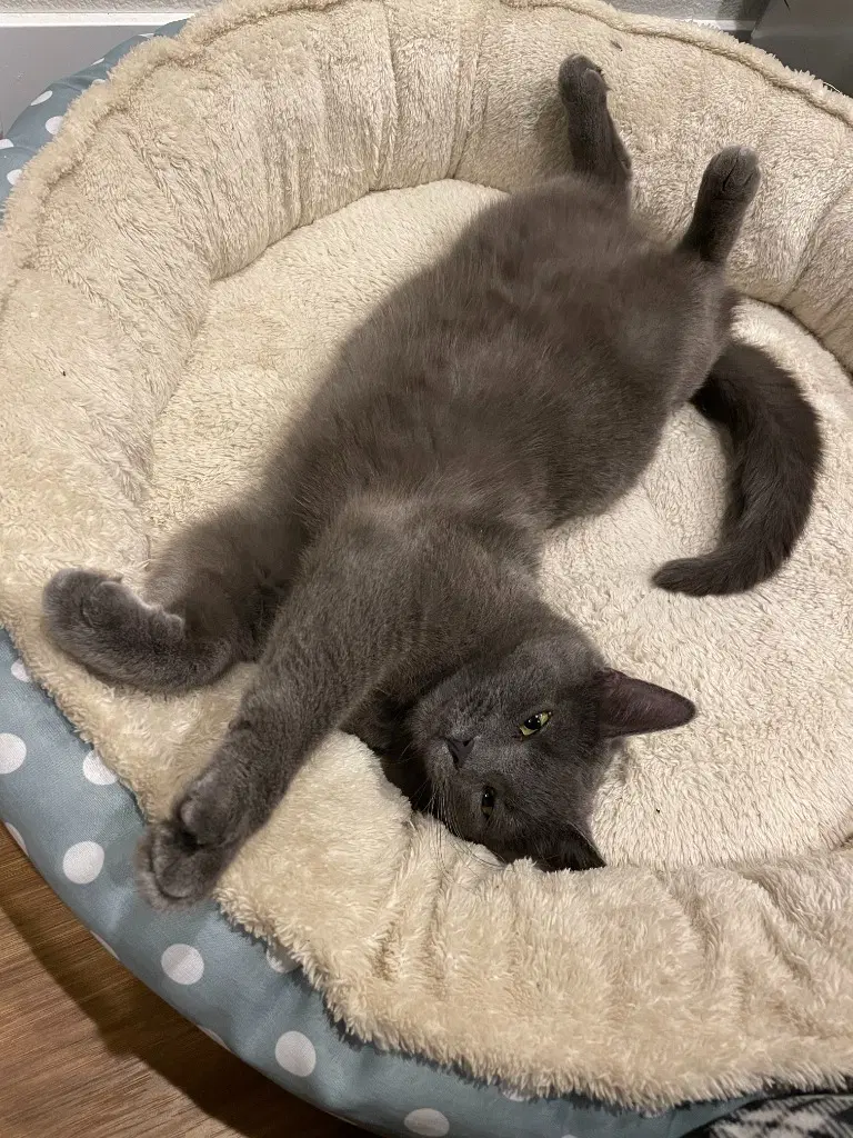 Ducky - Domestic Short Hair