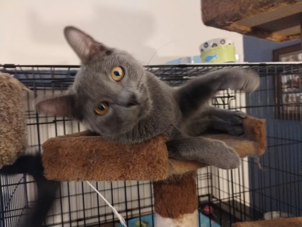 Cosmo - Russian Blue