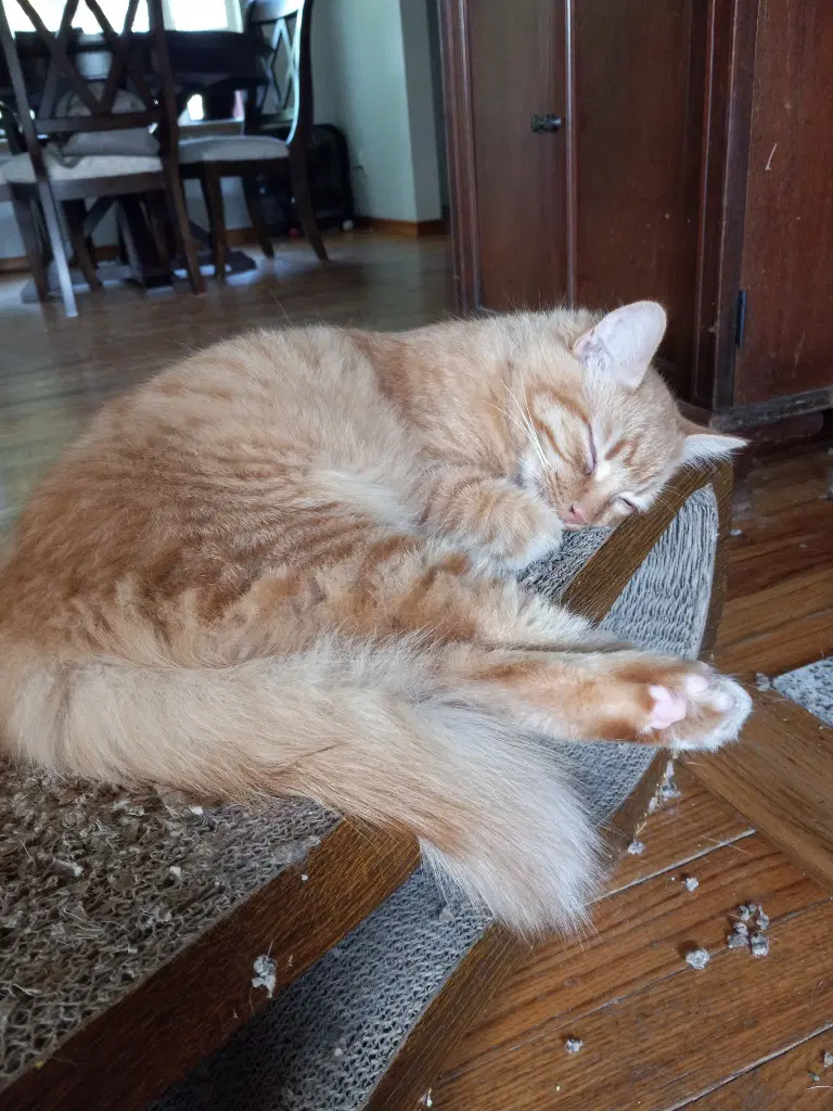 Teddy - Domestic Short Hair
