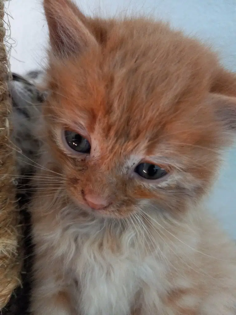 Teddy image 3