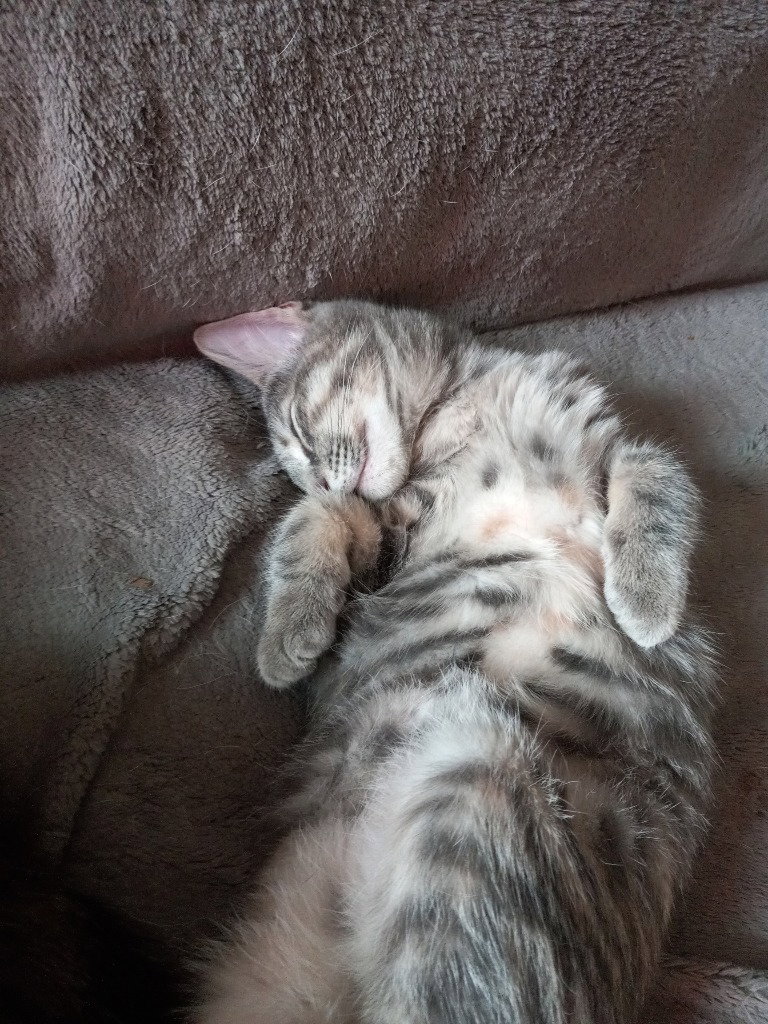 Scout