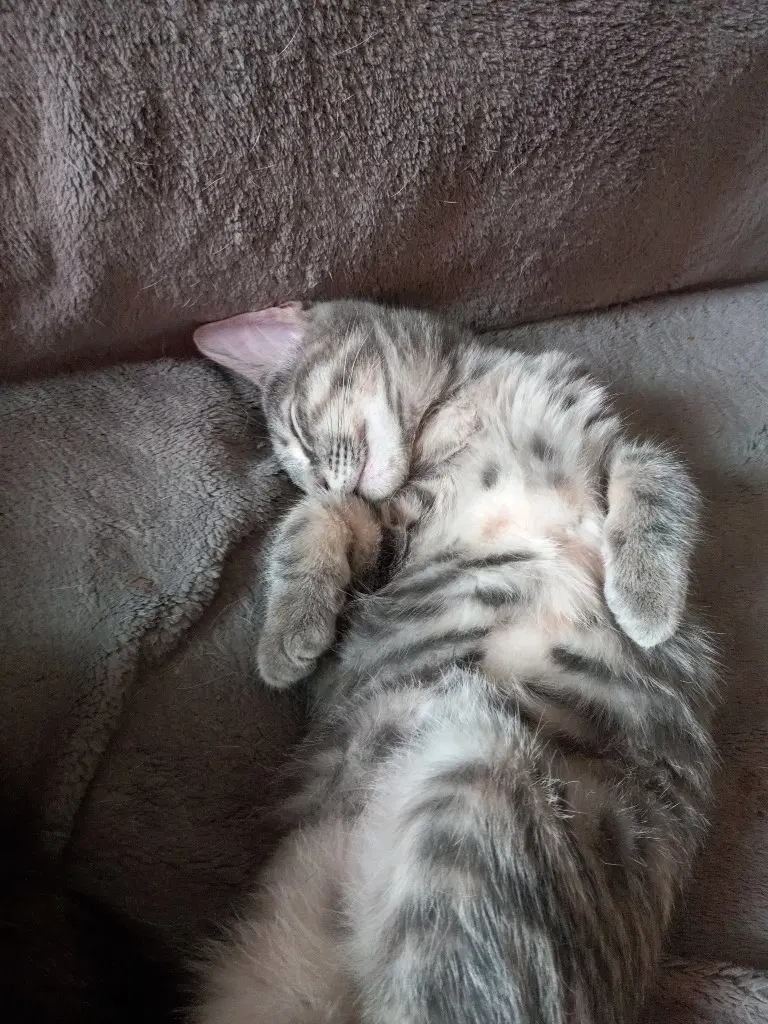 Scout - Domestic Short Hair