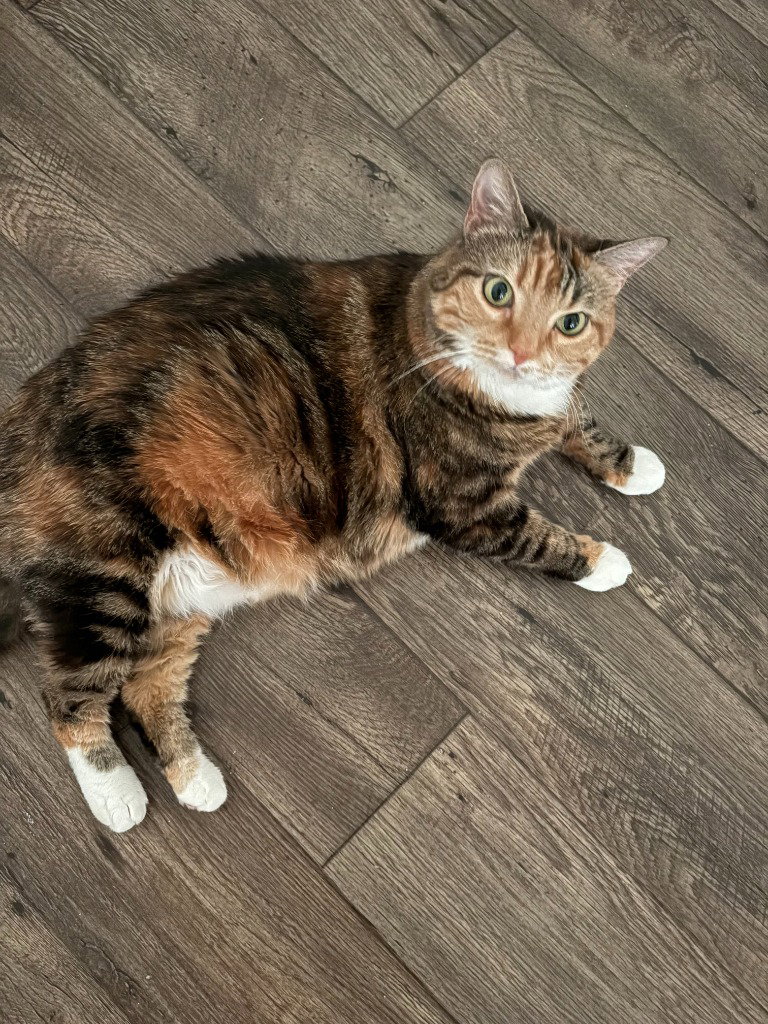 Giavanna, Domestic Short Hair