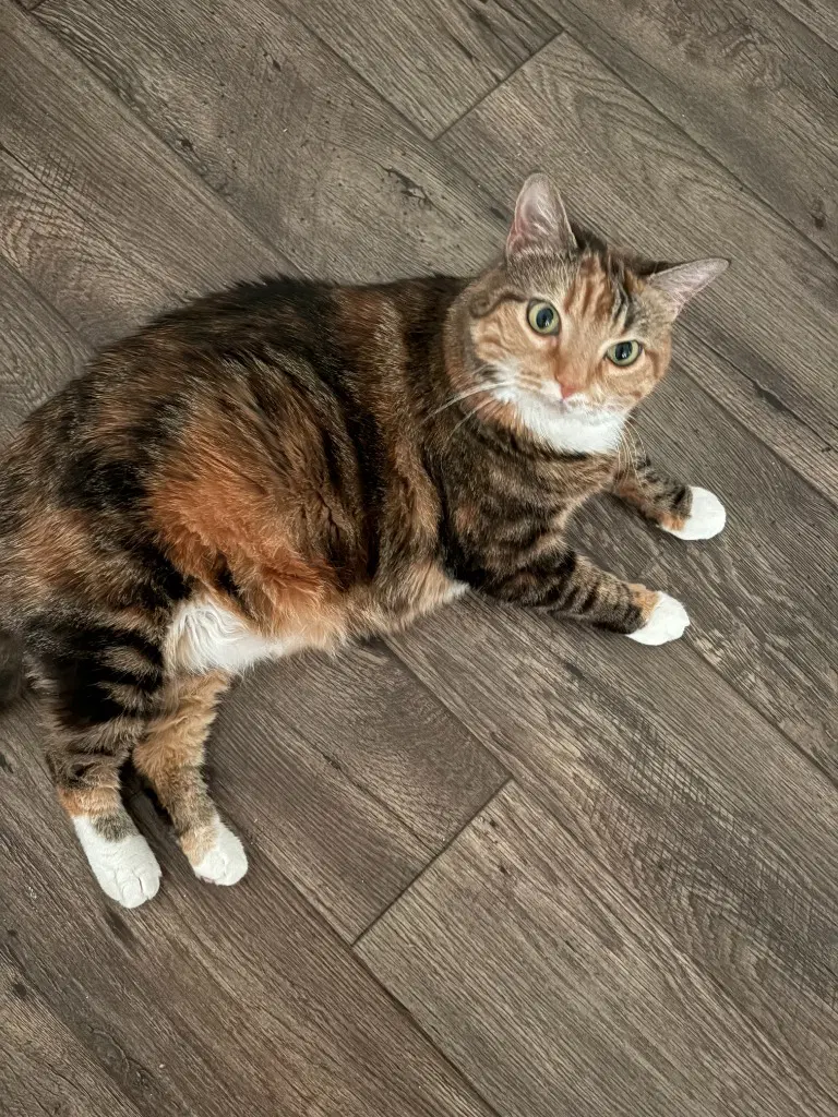 Giavanna - Domestic Short Hair
