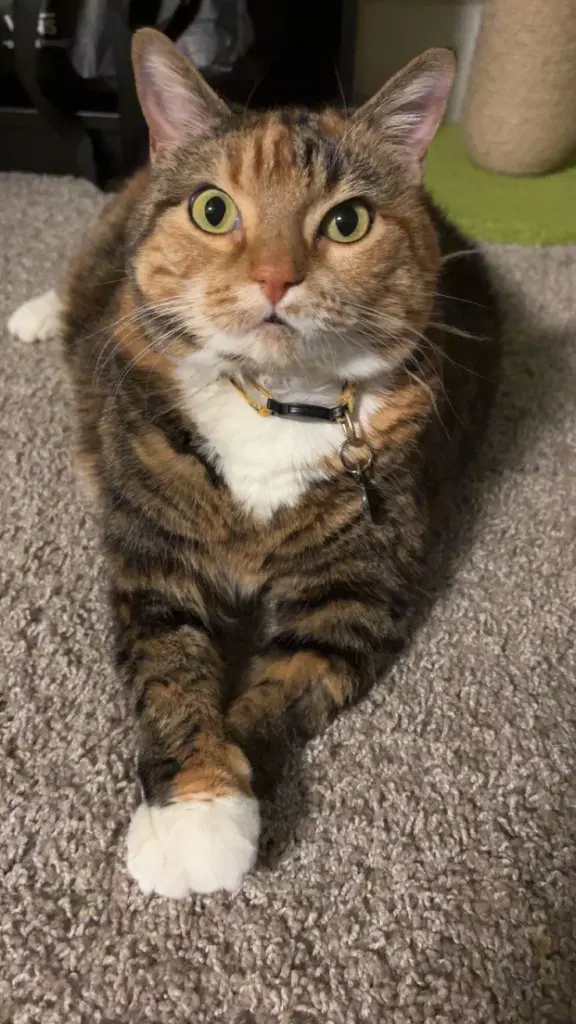 Giavanna image 3