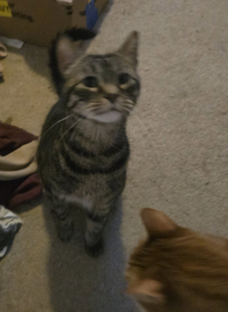 AB - Brad, Domestic Short Hair