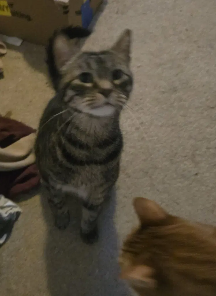 Ab - Brad - Domestic Short Hair