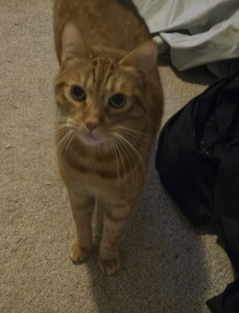 AB - Lenny, Domestic Short Hair