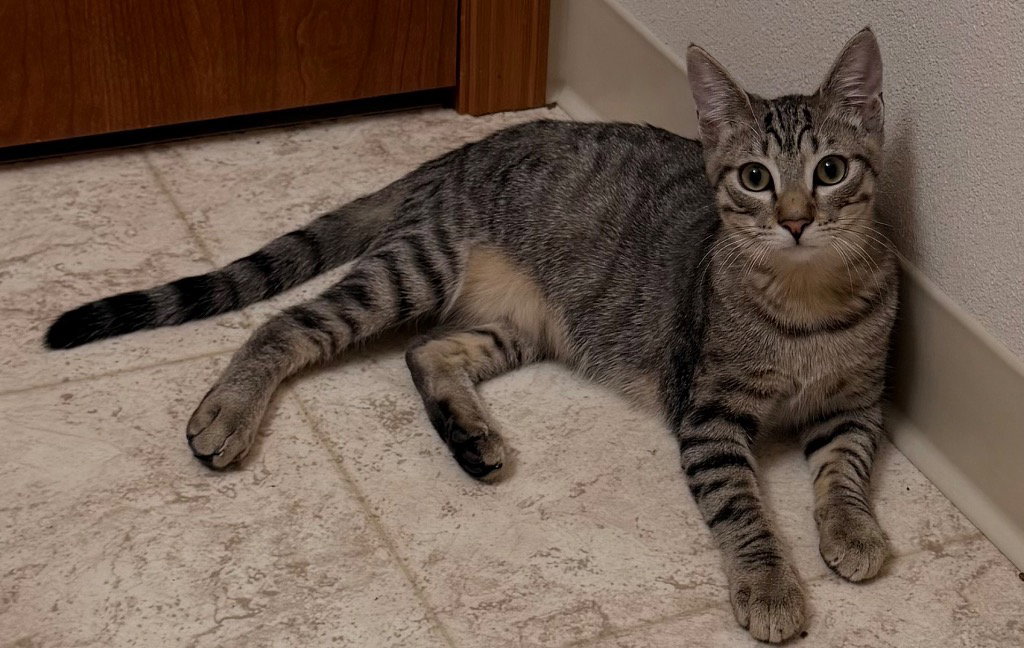 VPM-Tabasco, Domestic Short Hair