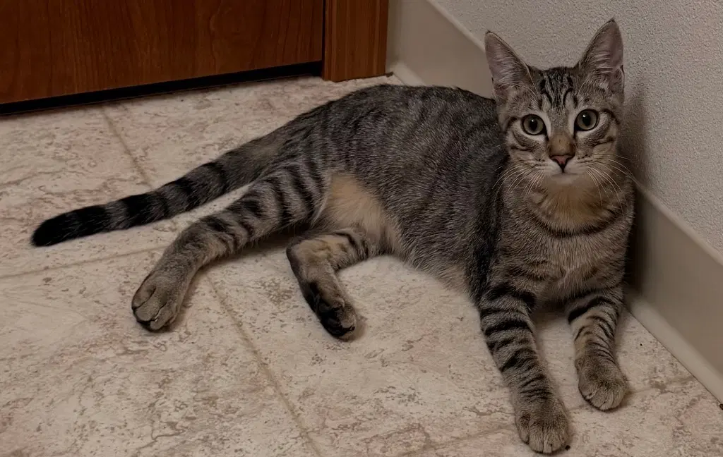 Vpm-Tabasco - Domestic Short Hair