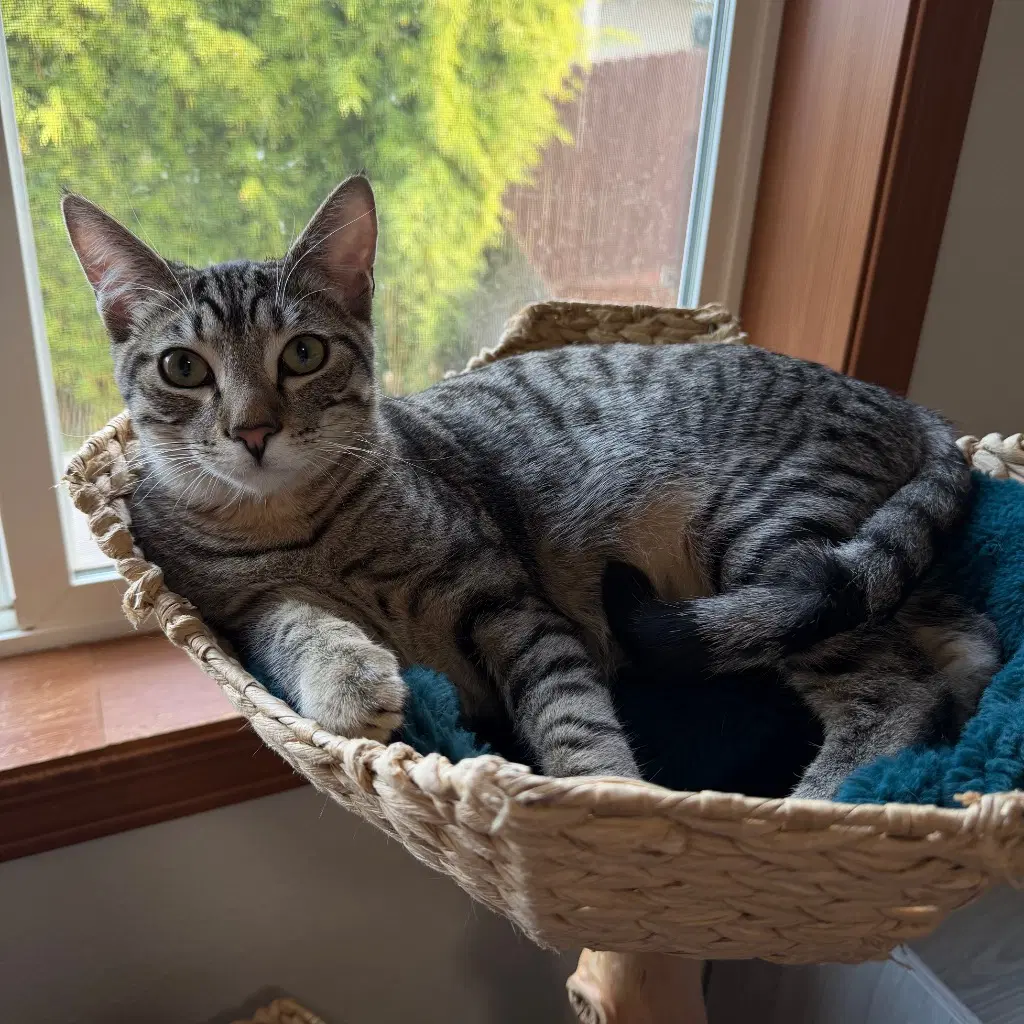 Vpm-Tabasco - Domestic Short Hair