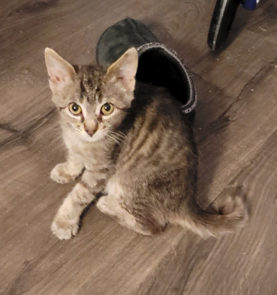 Hershey, Domestic Short Hair