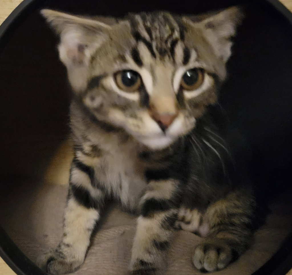 Charm, Domestic Short Hair