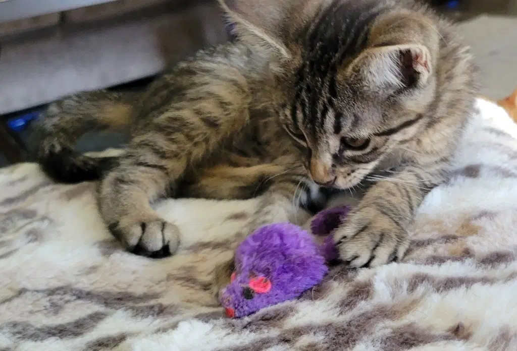 Charm - Domestic Short Hair