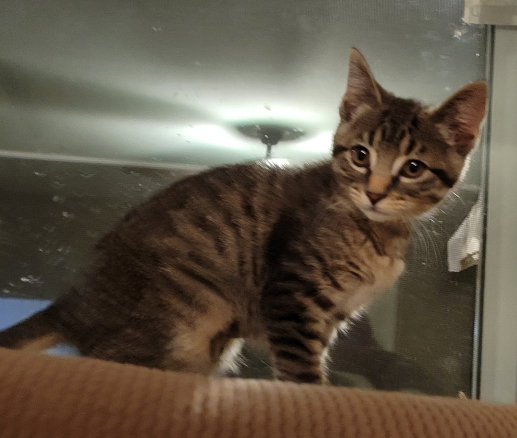 Lucky, Domestic Short Hair