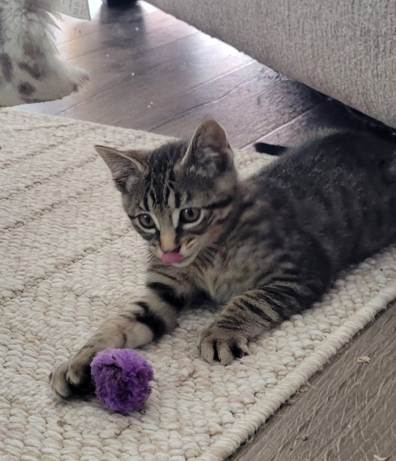 Lucky, a female kitten up for adoption