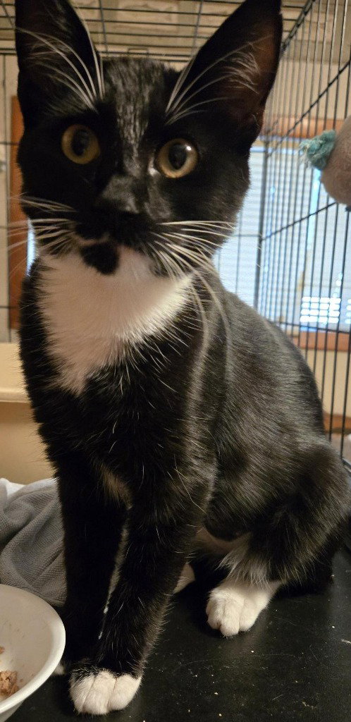Baby, Domestic Medium Hair