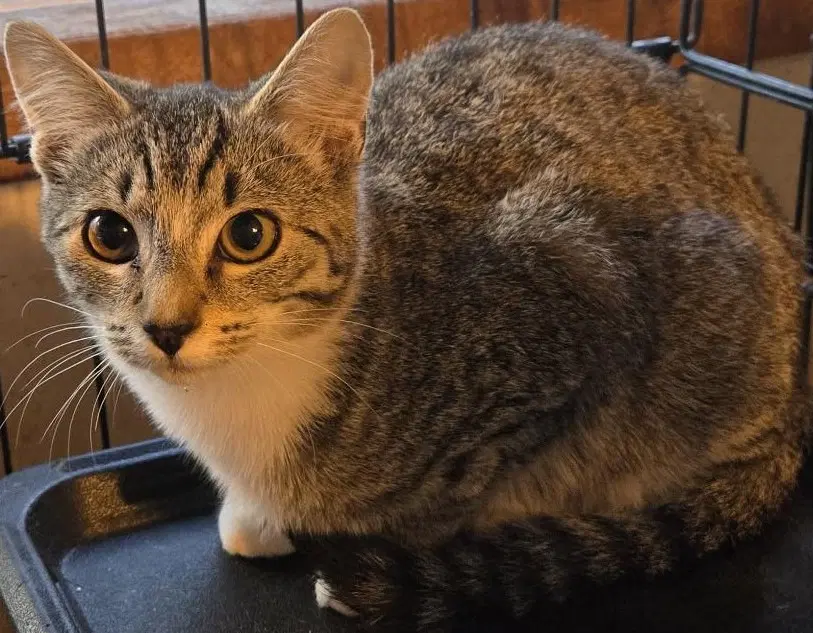 Ruffian - Domestic Short Hair