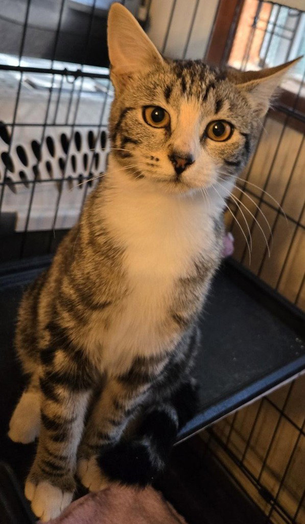 Zenyatta, Domestic Short Hair